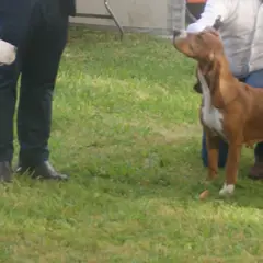 Spanischer Laufhund - Foto 6