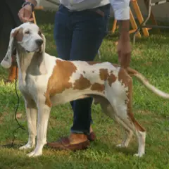 Spanischer Laufhund - Foto 7