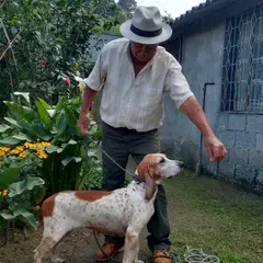 Spanischer Laufhund - Foto 8