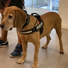 Spanischer Laufhund - Foto 9