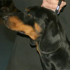 Slowaakse lopende hond - Foto 2