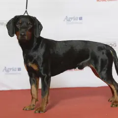 Slowaakse lopende hond - Foto 3