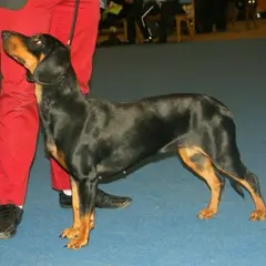 Slowaakse lopende hond - Foto 4