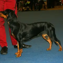 Slowaakse lopende hond - Foto 5