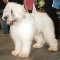 Cão Pastor Romeno de Mioritza - Foto 2