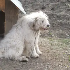 Cão Pastor Romeno de Mioritza - Foto 3