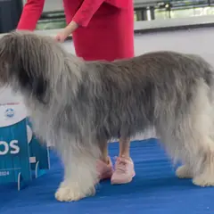 Cão Pastor Romeno de Mioritza - Foto 4