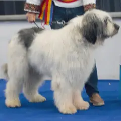 Cão Pastor Romeno de Mioritza - Foto 5