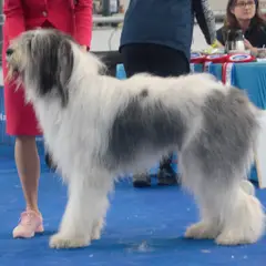Cão Pastor Romeno de Mioritza - Foto 6