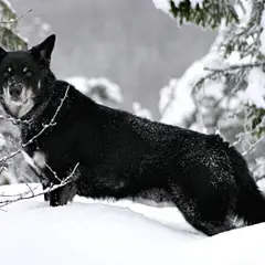 Chien Finnois de Laponie - Photo 2