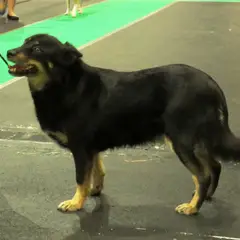 Chien Finnois de Laponie - Photo 3
