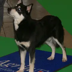 Chien Finnois de Laponie - Photo 4