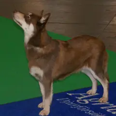 Chien Finnois de Laponie - Photo 5