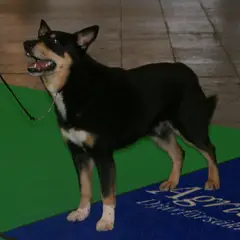 Chien Finnois de Laponie - Photo 6
