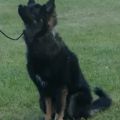 Chien Finnois de Laponie - Photo 7