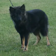 Chien Finnois de Laponie - Photo 8