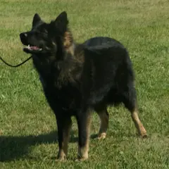 Chien Finnois de Laponie - Photo 9