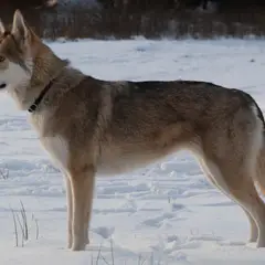 Cane Lupo di Saarloos - Foto 2