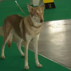 Cane Lupo di Saarloos - Foto 4