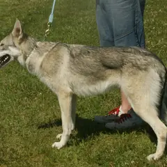 Cane Lupo di Saarloos - Foto 5