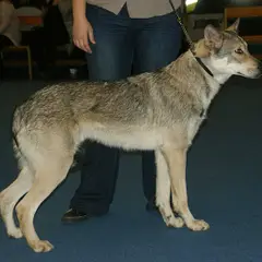 Cane Lupo di Saarloos - Foto 6