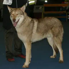 Cane Lupo di Saarloos - Foto 7