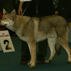 Cane Lupo di Saarloos - Foto 8