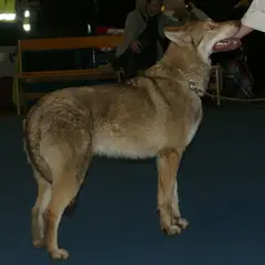 Cane Lupo di Saarloos - Foto 9