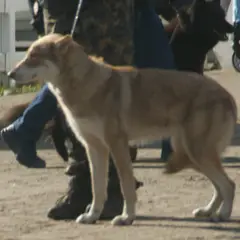 Cane Lupo di Saarloos - Foto 10