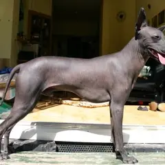 Peruaanse naakthond - Foto 2