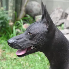 Peruaanse naakthond - Foto 4