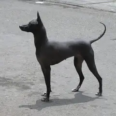 Peruaanse naakthond - Foto 5