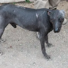 Peruaanse naakthond - Foto 6