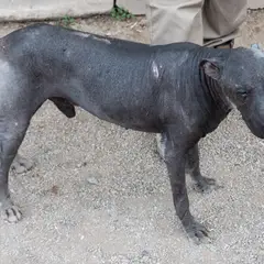 Peruaanse naakthond - Foto 10