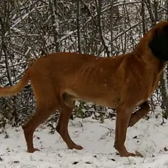 Bavarian Mountain Scent Hound - Photo 2
