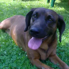 Bavarian Mountain Scent Hound - Photo 3