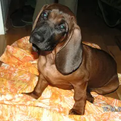 Bavarian Mountain Scent Hound - Photo 5