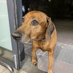 Bavarian Mountain Scent Hound - Photo 6