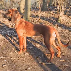 Bavarian Mountain Scent Hound - Photo 7