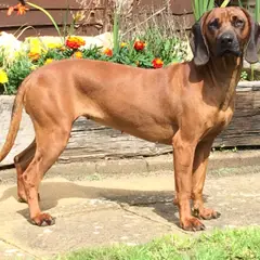 Bavarian Mountain Scent Hound - Photo 8