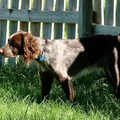 Spaniel de Saint-Usuge - Foto 2