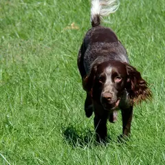 Spaniel de Saint-Usuge - Foto 3