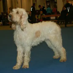 Grand Griffon Vendéen - Photo 1