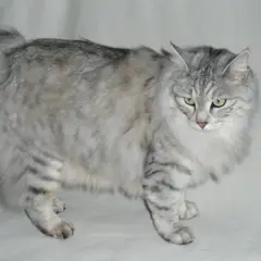 Kurilian Bobtail - Photo 2
