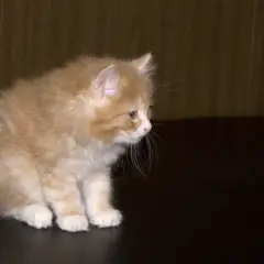 Kurilian Bobtail - Photo 3