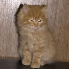 Kurilian Bobtail - Photo 7