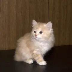 Kurilian Bobtail - Photo 8