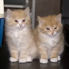 Kurilian Bobtail - Photo 9