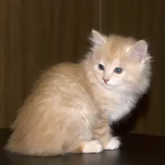 Kurilian Bobtail - Photo 10