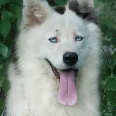 Laika de Yakutia - Foto 2